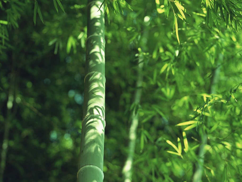 竹.jpg